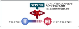 プロペシアは DHTの産生を阻害